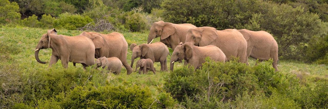 Quatermain'S 1920'S Safari Camp - Réserve animalière d'Amakhala Extérieur photo